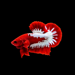 RED FCCP MALE
