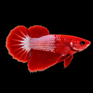 RED FCCP FEMALE