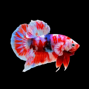 PK BARONGSAI MALE
