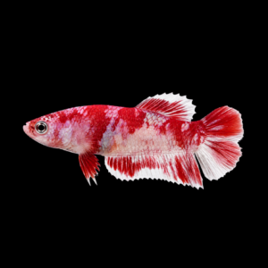 PK BARONGSAI FEMALE