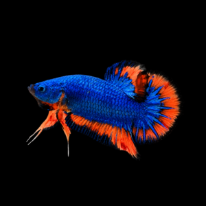 PK BESGEL MALE