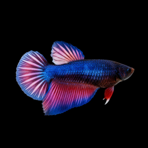 PK BESGEL FEMALE