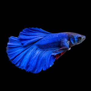 FIGHTING FISH