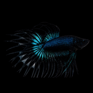 CROWN TAIL MALE