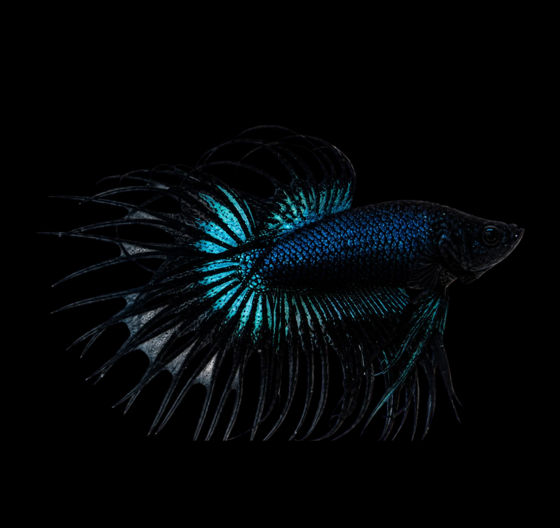 CROWN TAIL MALE