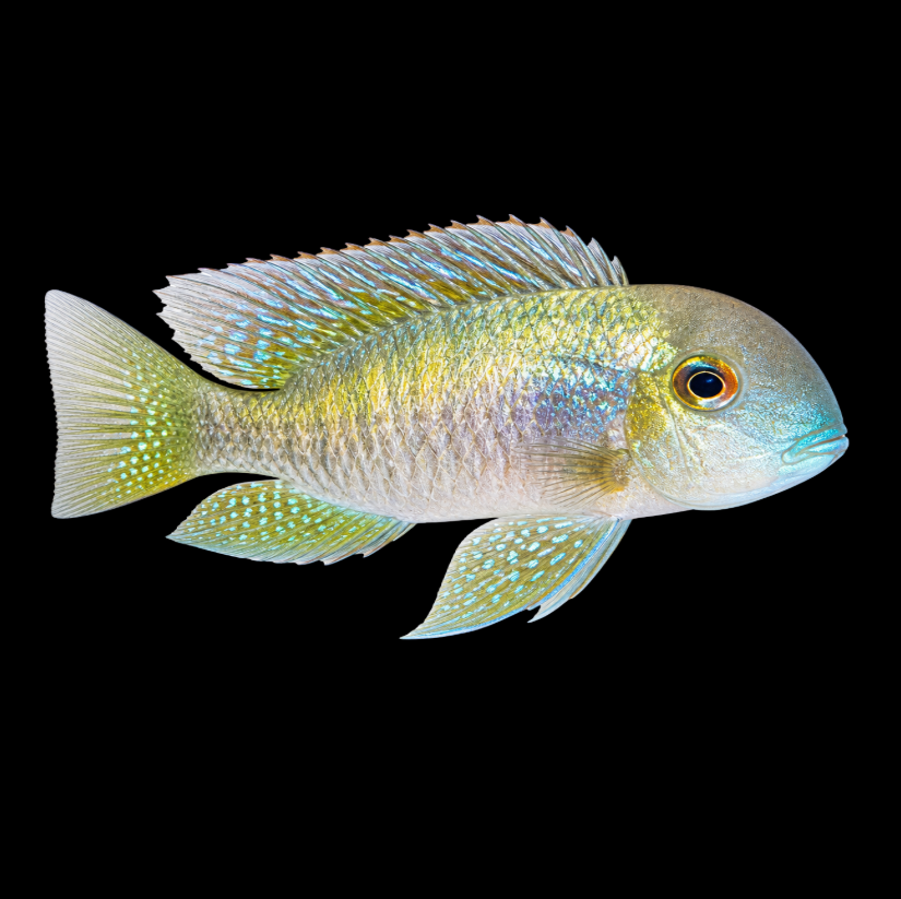 Balzani 2.5"