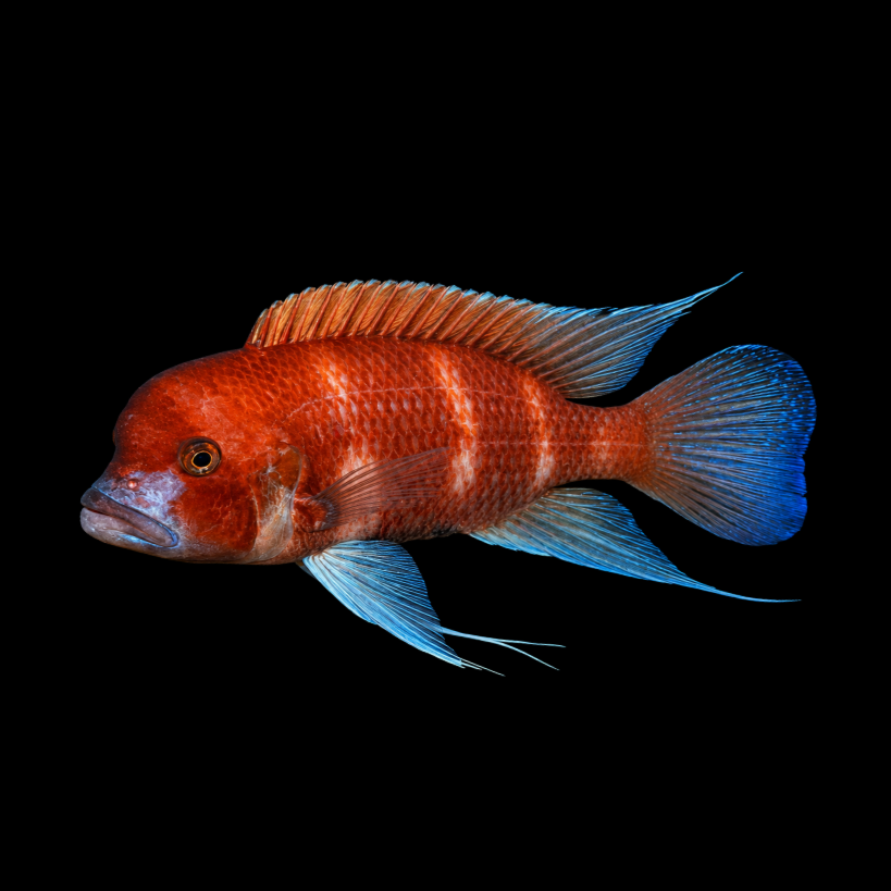 Red Frontosa 5–6"