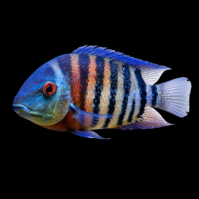 Tiger Severum 3.5"