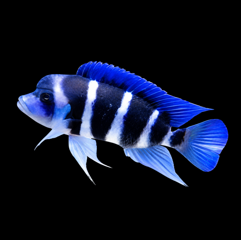Zaire Blue Frontosa 5"