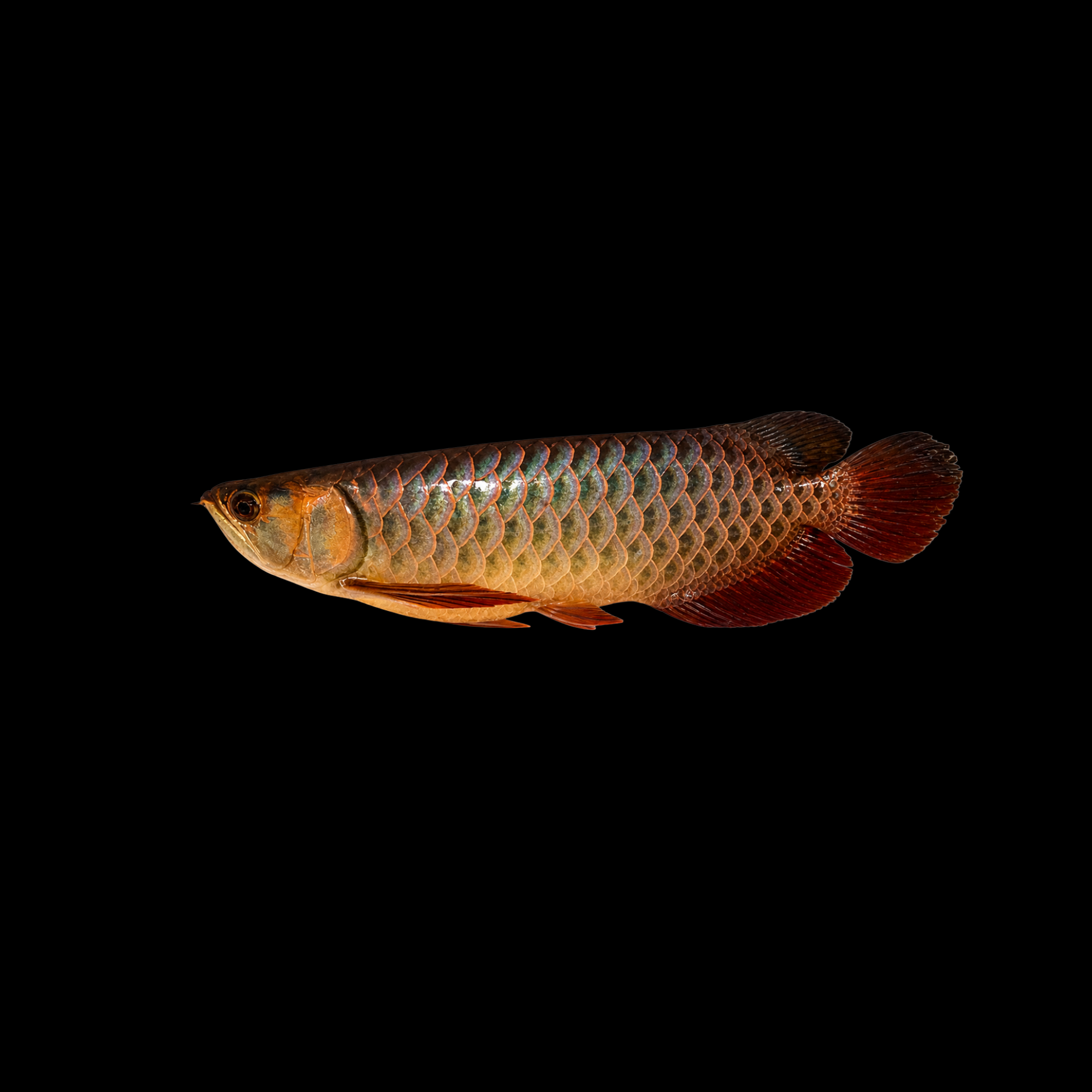 CROSSBACK GOLDEN AROWANA 7-8"