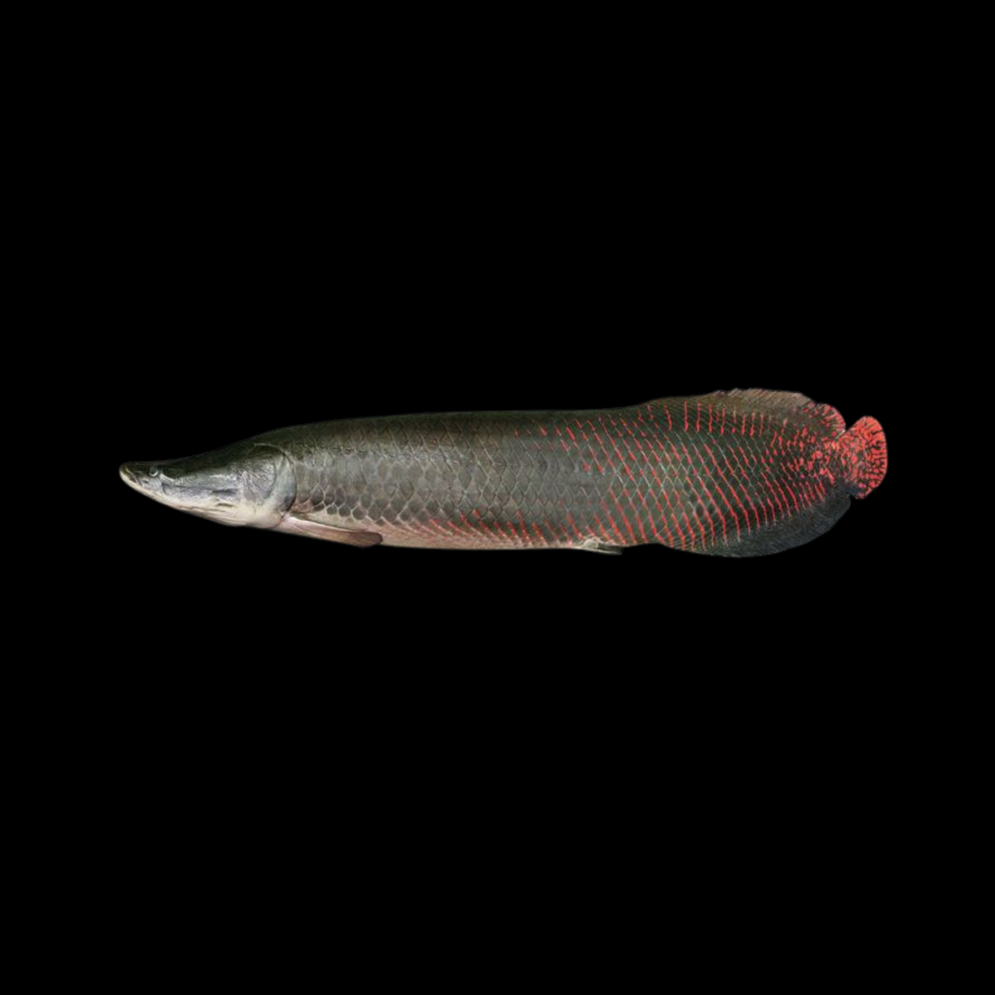 ARAPAIMA 10-12"