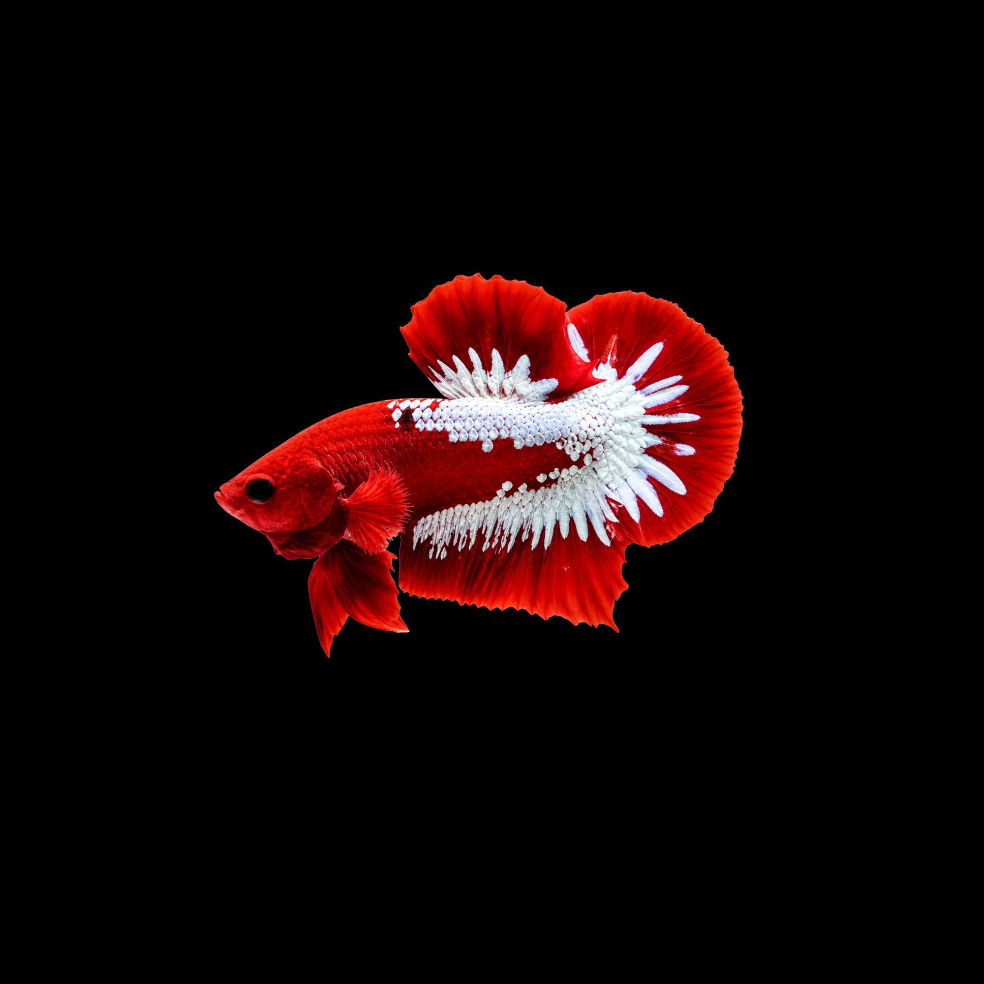 RED FCCP MALE