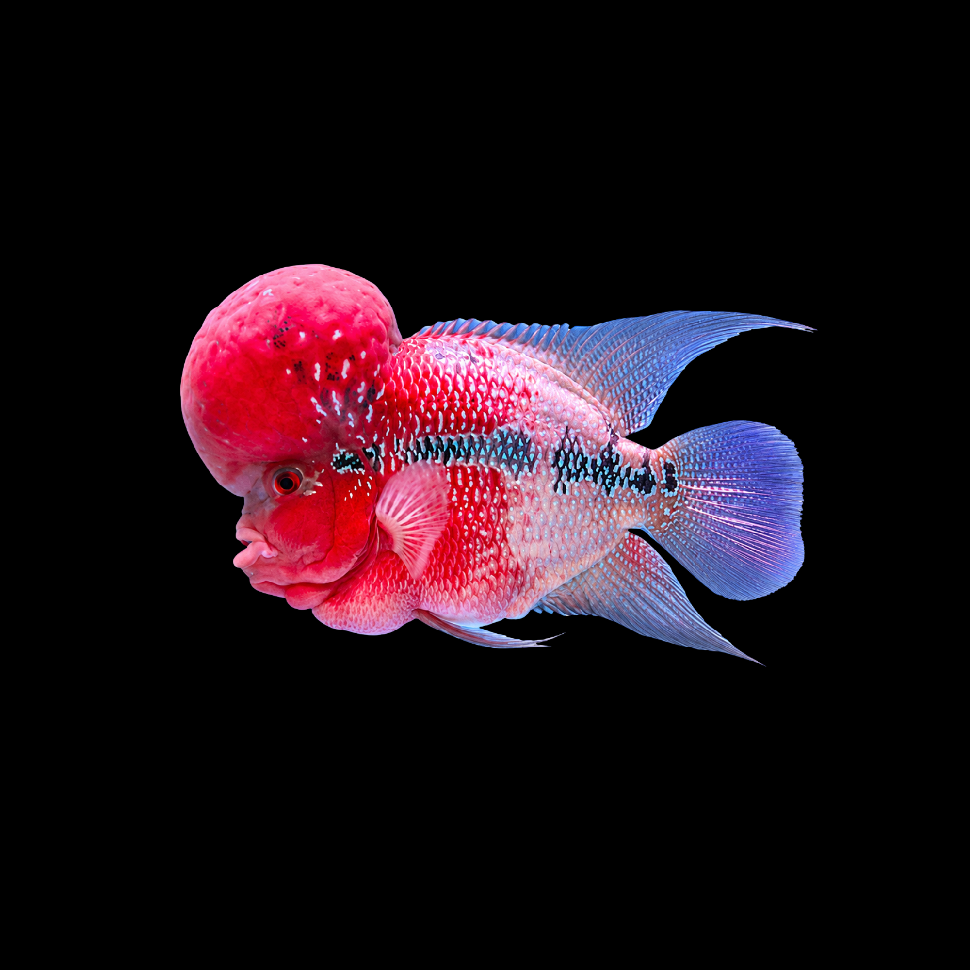 Thai Silk Flowerhorn Grade A 3–4"