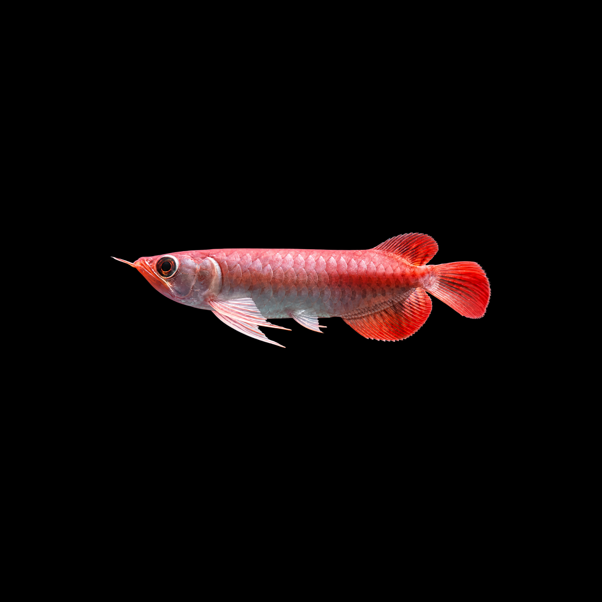 SUPER RED AROWANA 6-7"