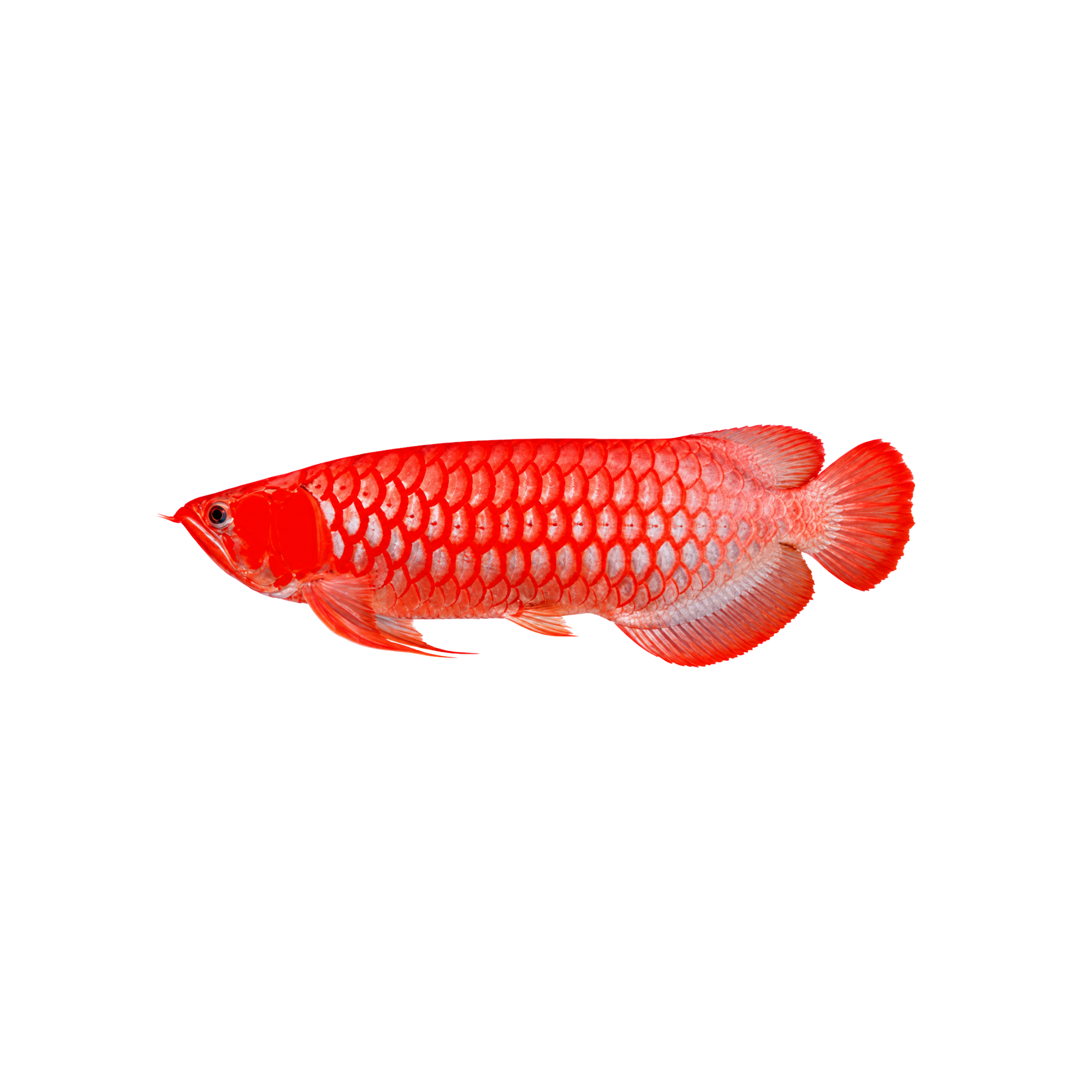 SUPER RED AROWANA 10-11"