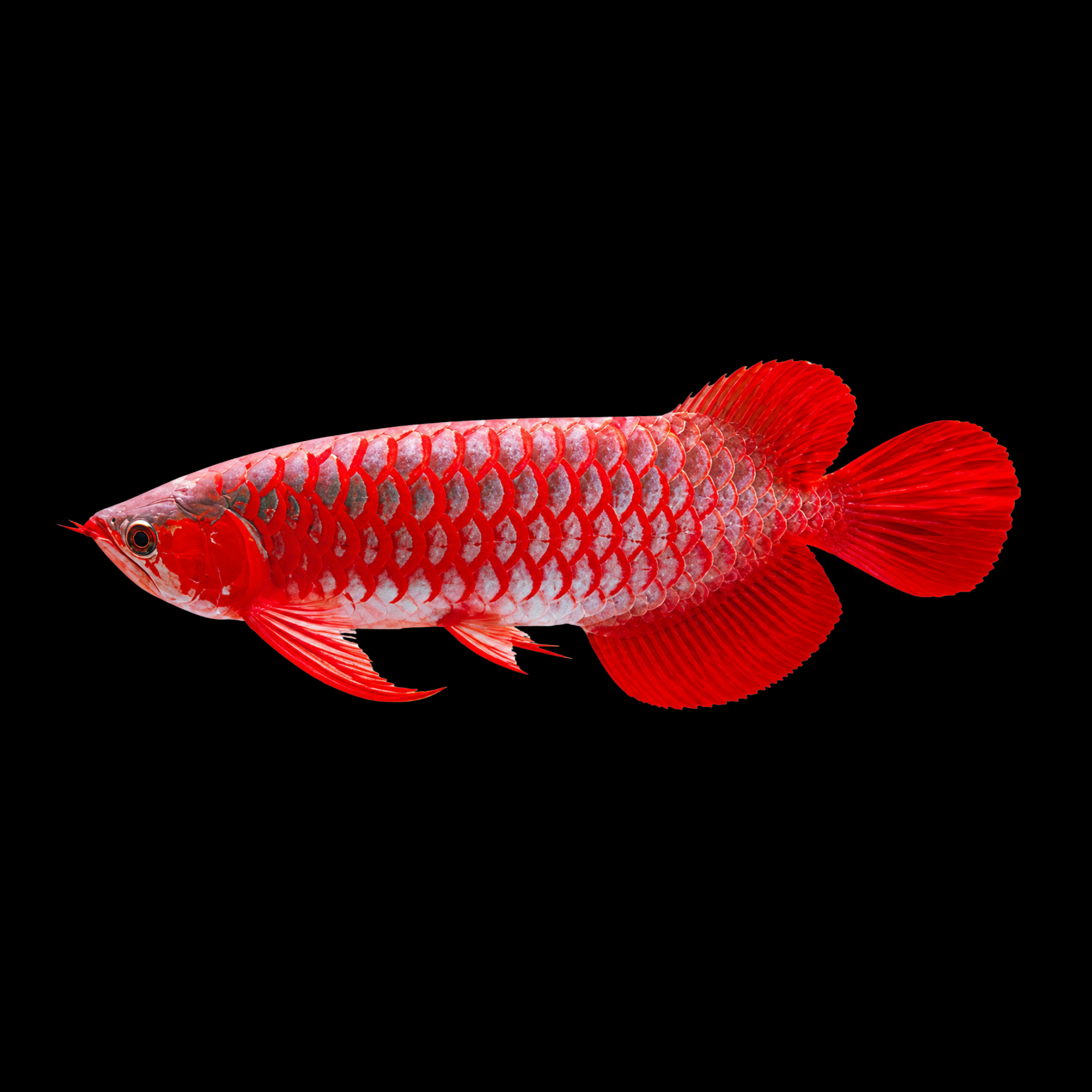 SUPER RED AROWANA 20-24"