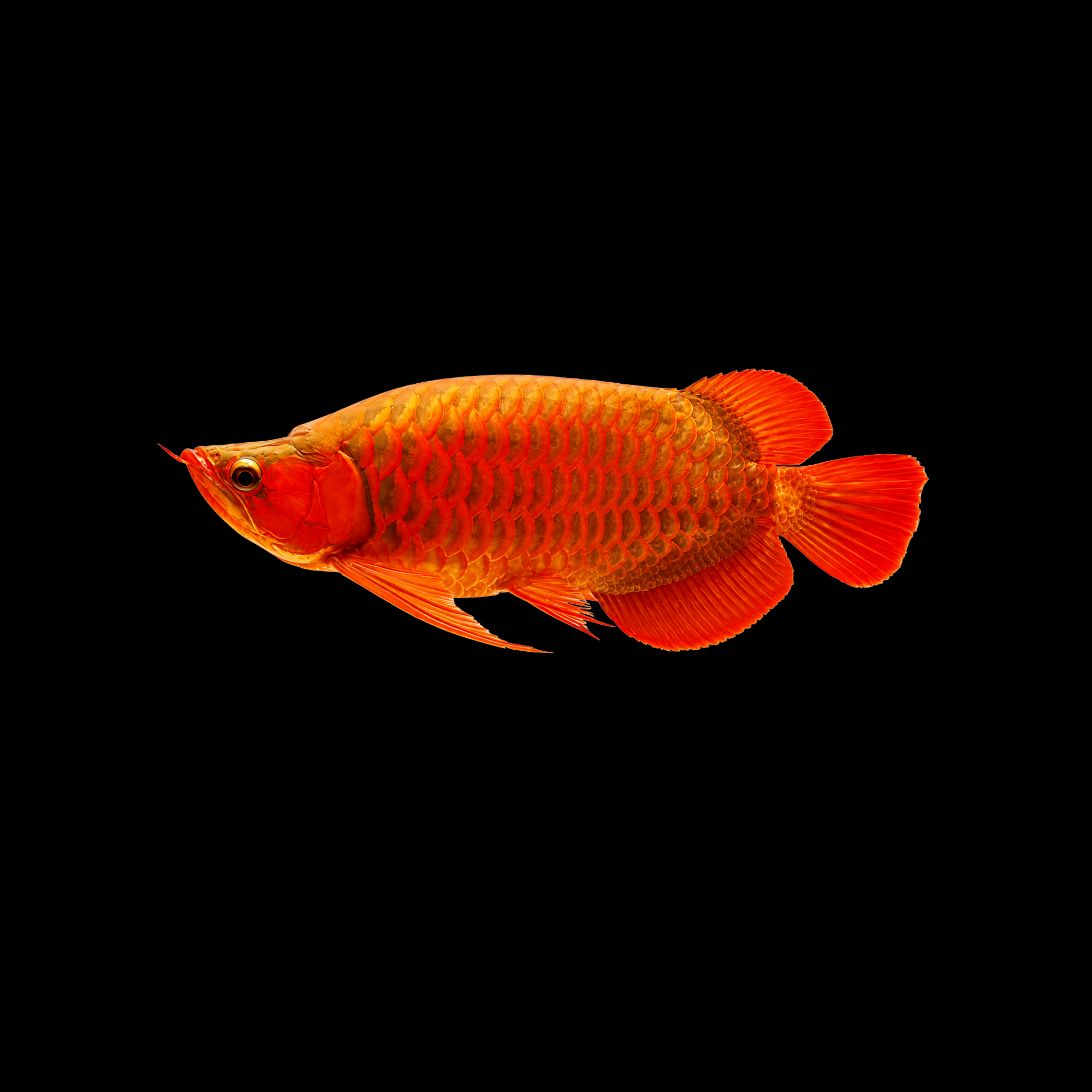 SHORT BODY SUPER RED AROWANA 6-7“