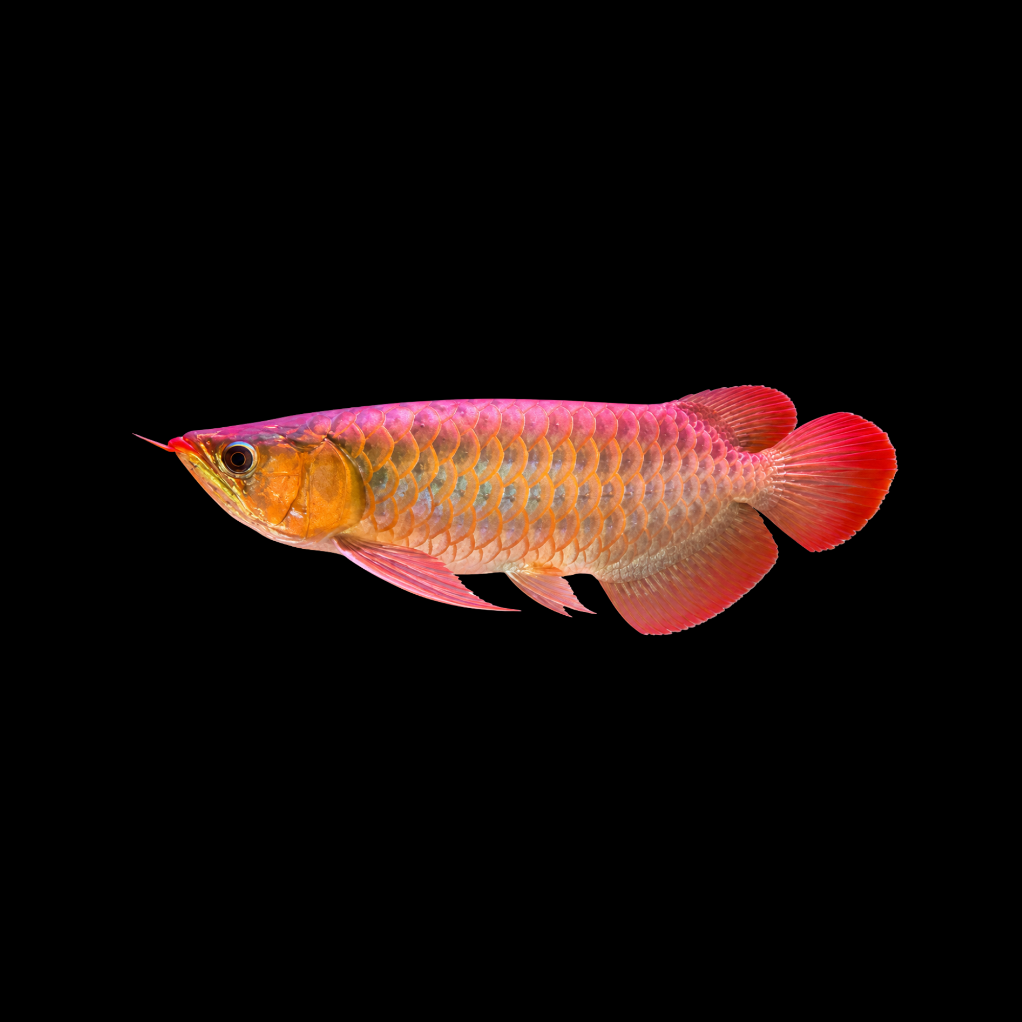 RED TAIL GOLDEN AROWANA 7-8"