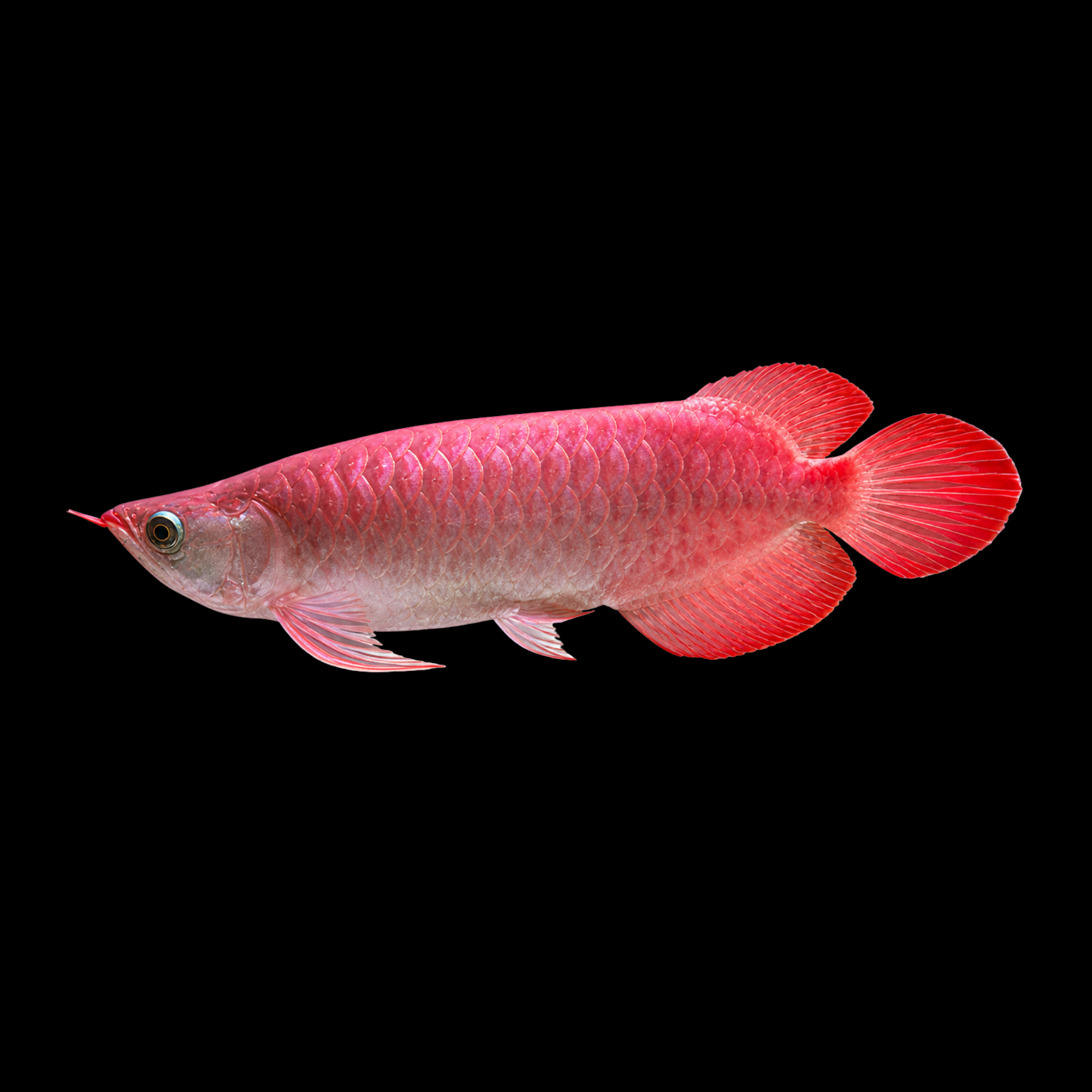 BANJAR RED AROWANA 7-8"