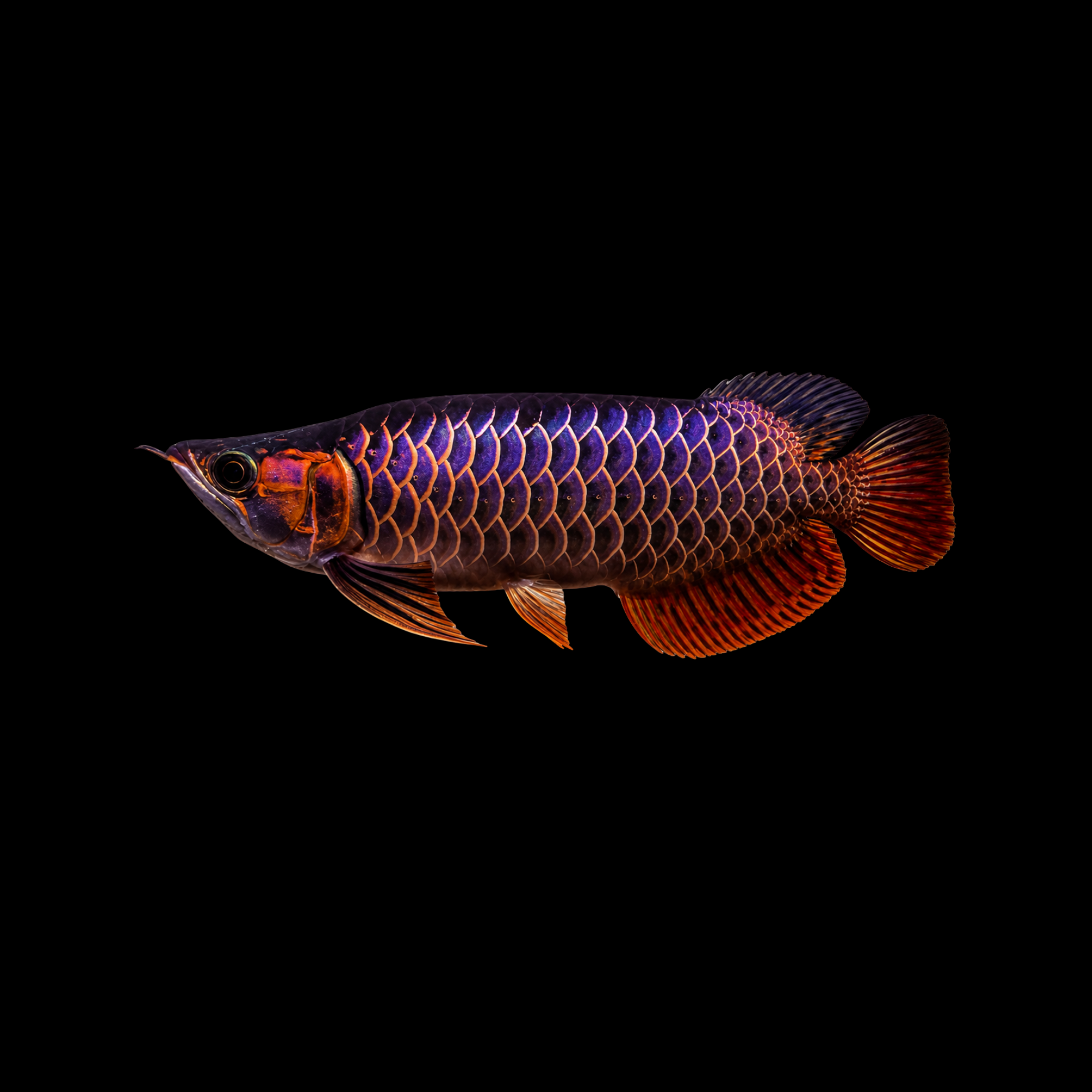 BLUE BASE CROSSBACK GOLDEN AROWANA 7-8"