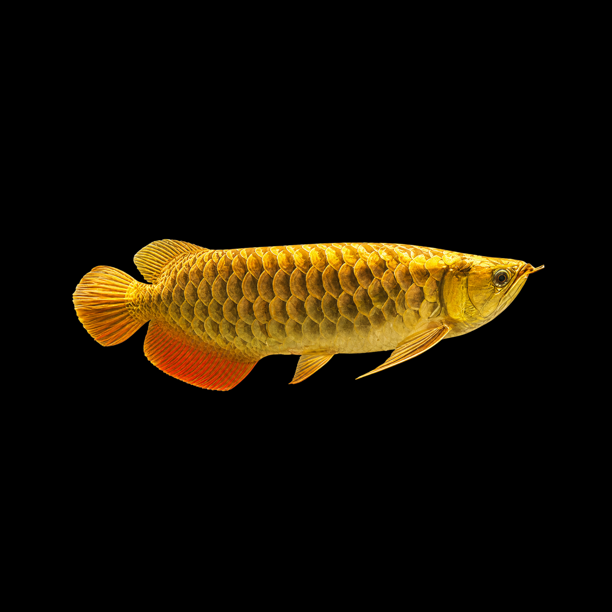 24K GOLDEN CROSSBACK GOLDEN AROWANA 7-8"