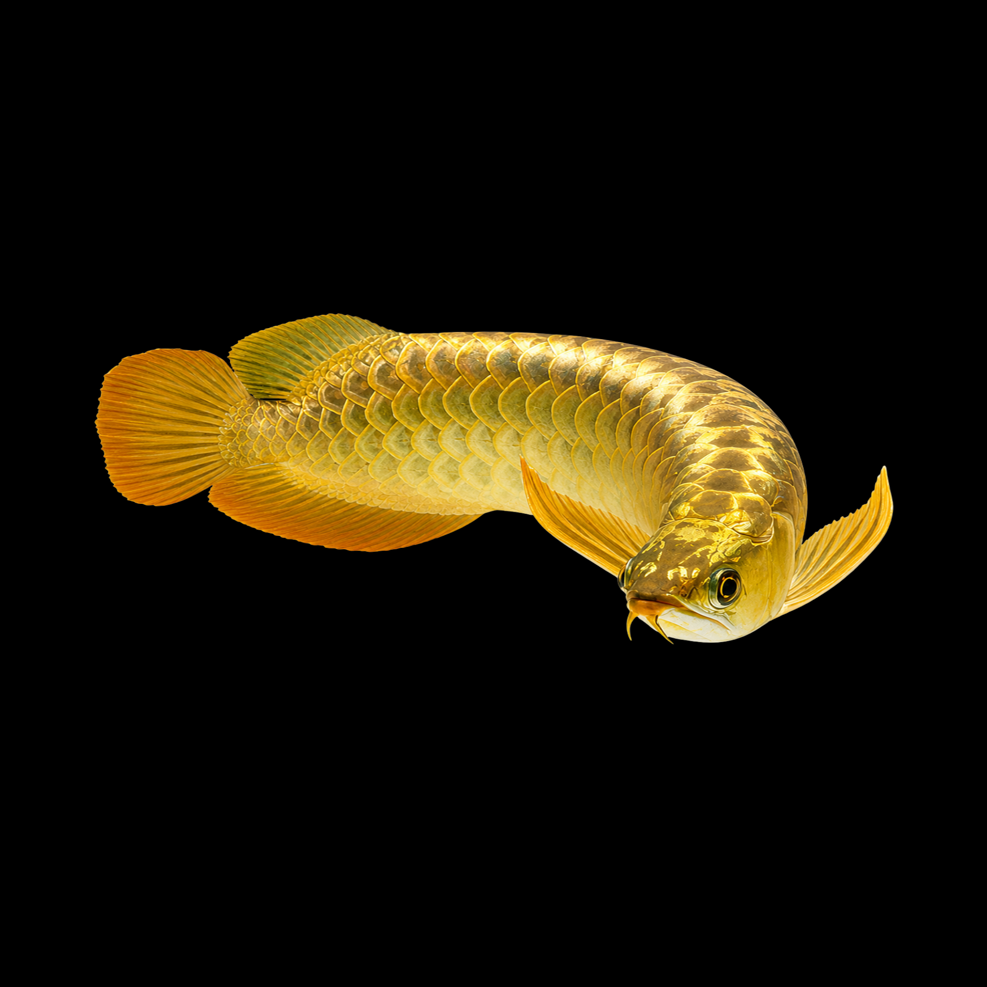 SUPER HIBACK REDTAIL GOLDEN AROWANA 6-7"