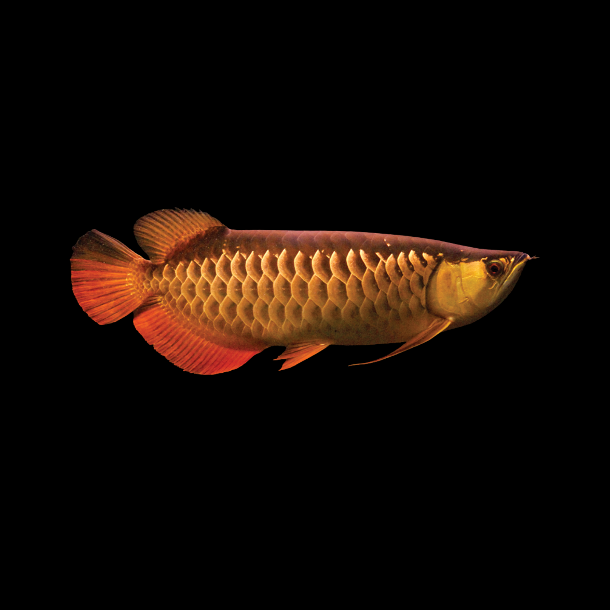 HIBACK REDTAIL GOLDEN AROWANA 6-7"