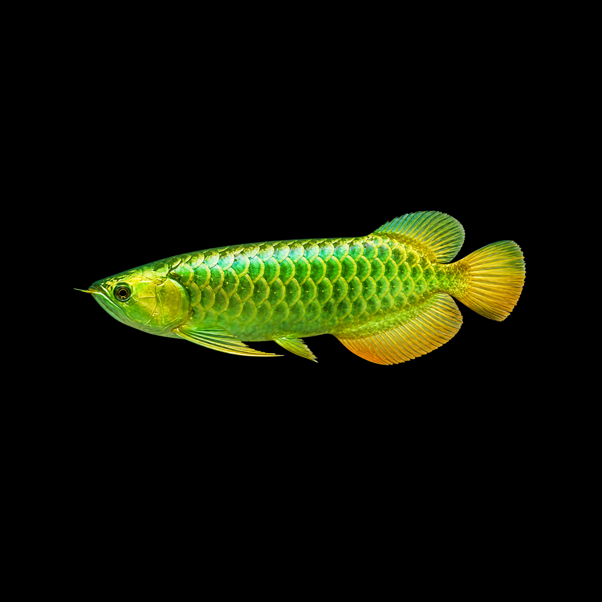 GREEN AROWANA 5-6"