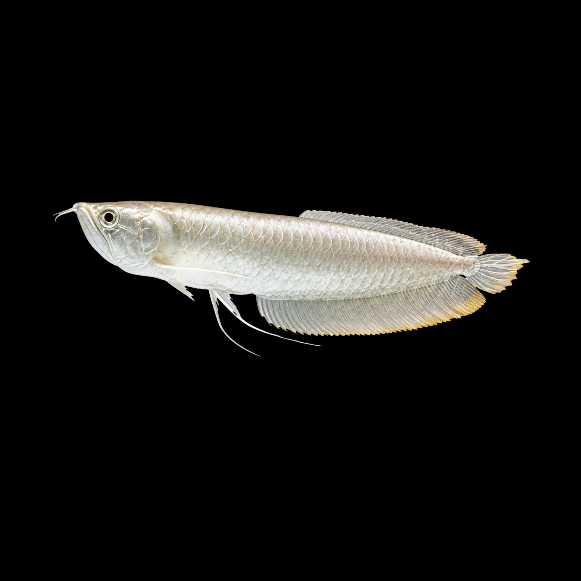 SILVER AROWANA