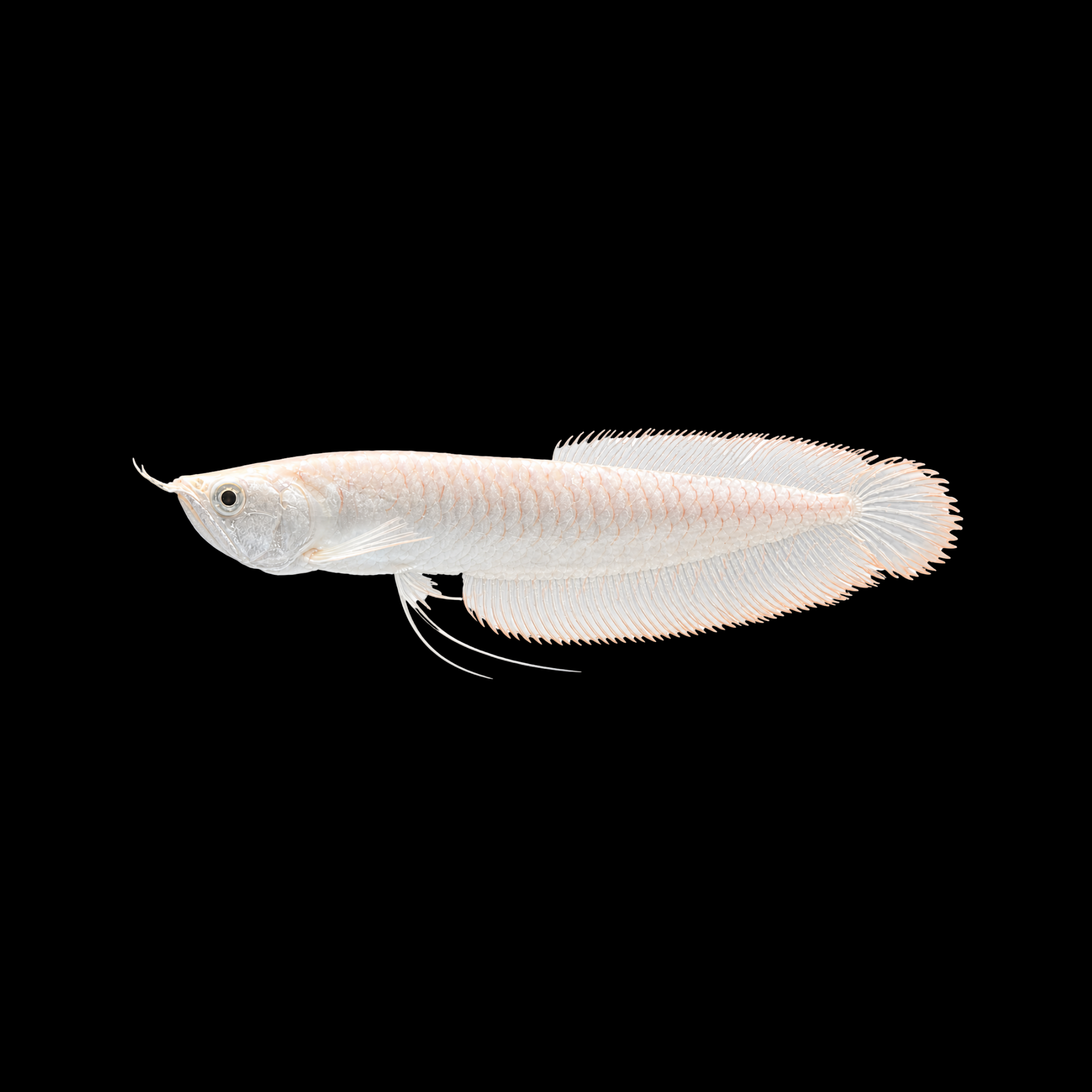 ALBINO SILVER AROWANA