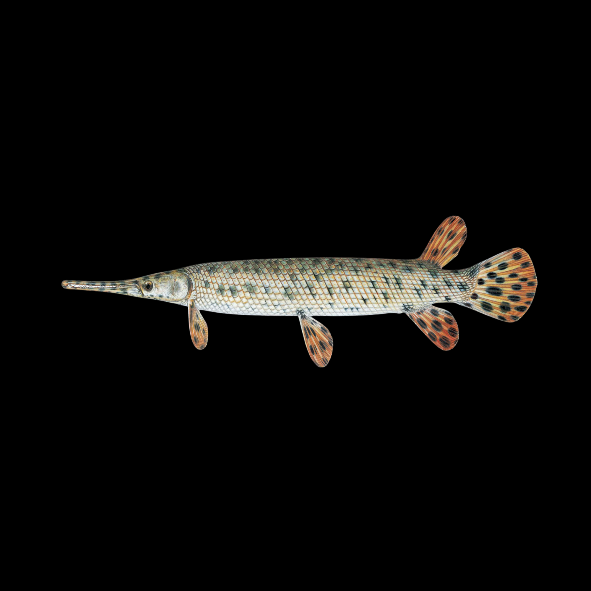 SPOTTED GAR 4.5"