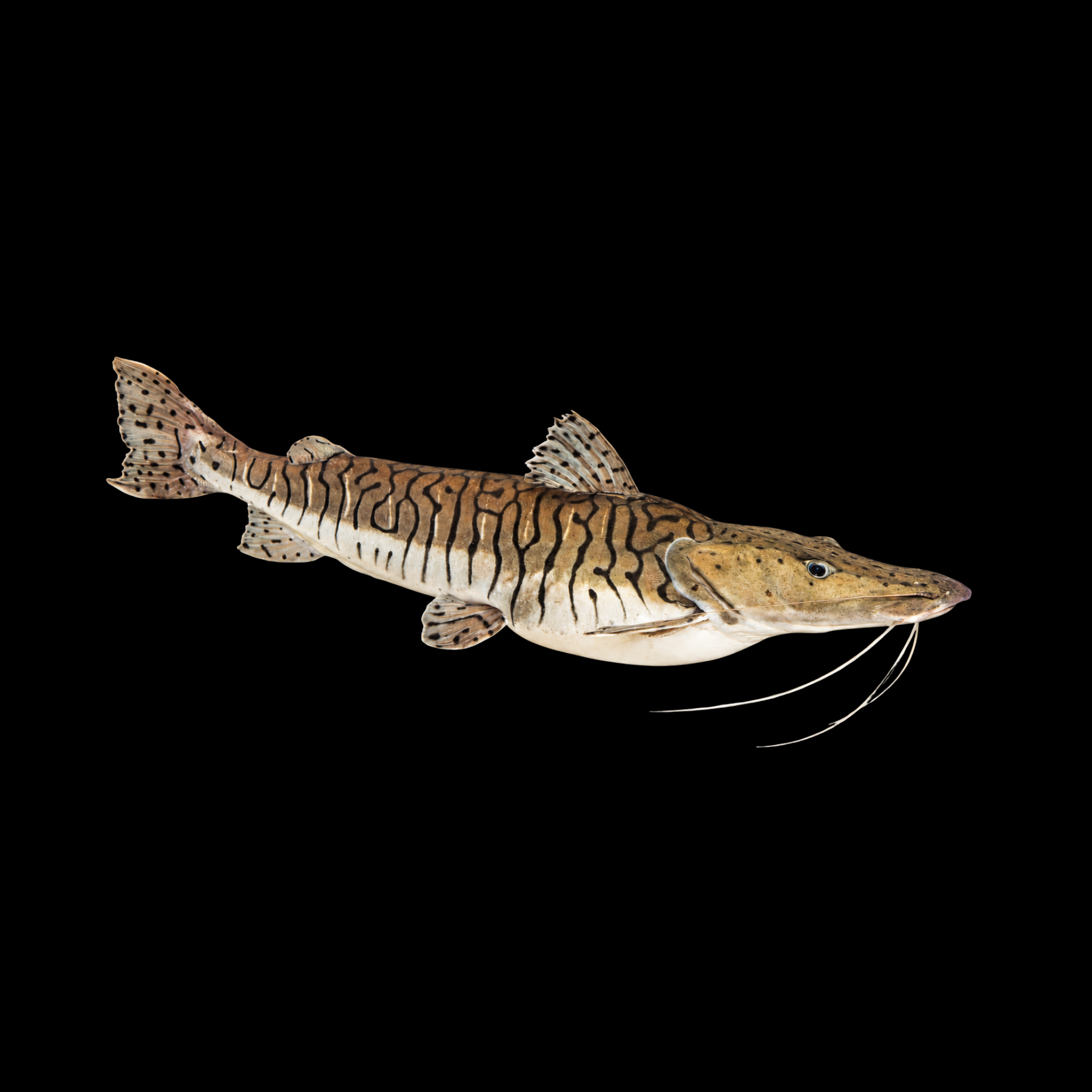 TIGER SHOVEL NOSE CATFISH 5"