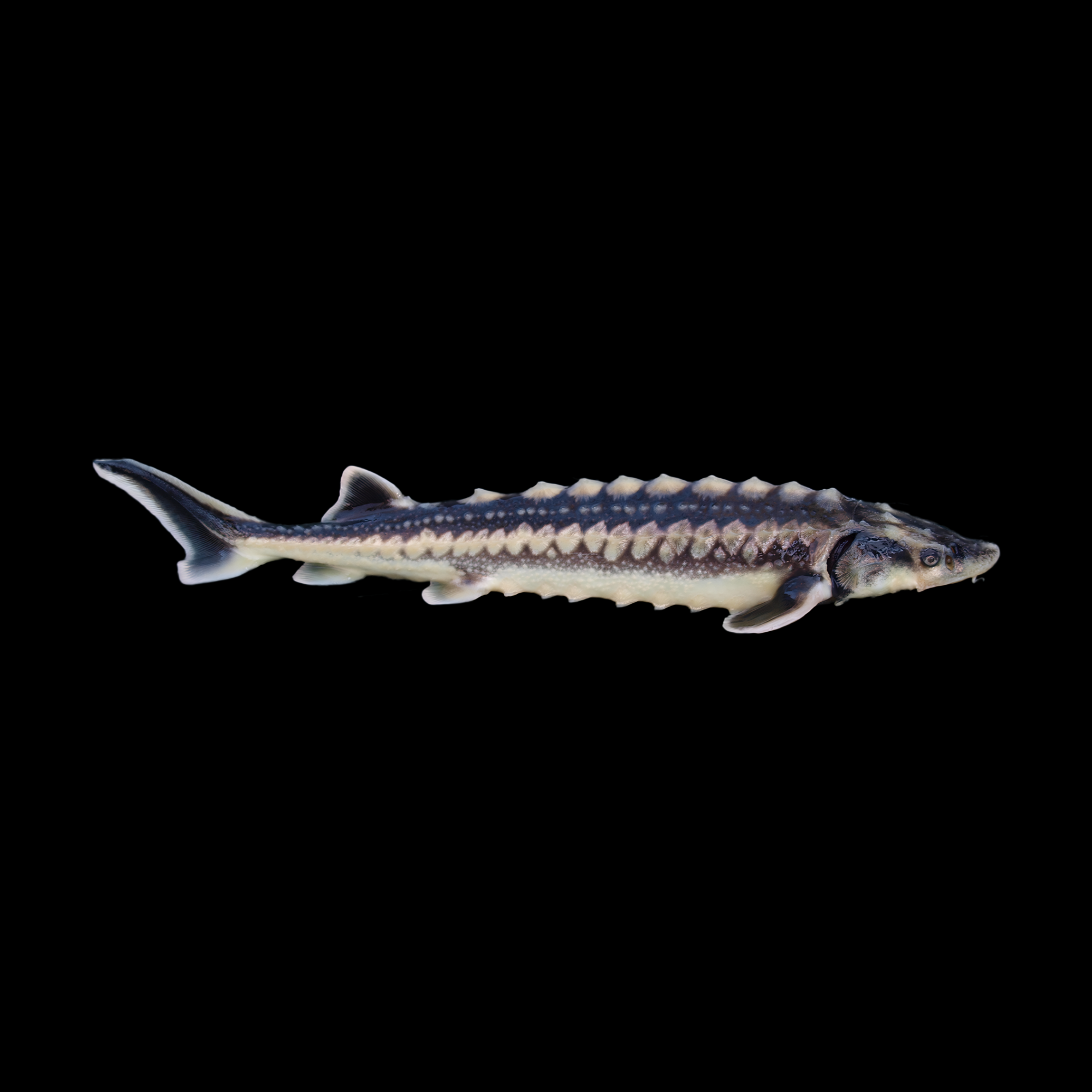 STURGEON 5-6"