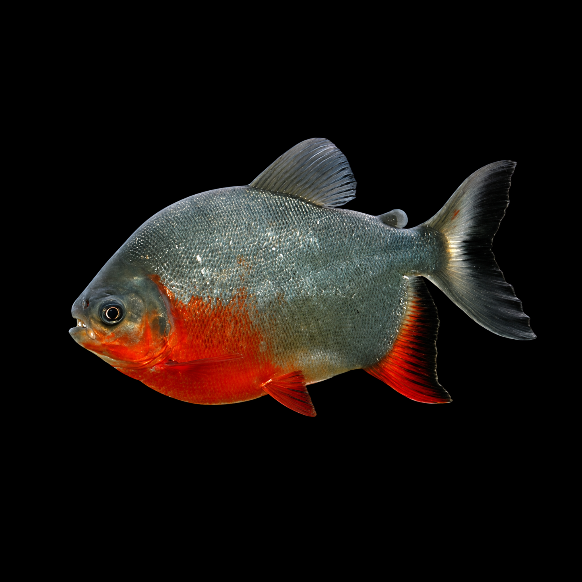 Red Pacu 2.5"