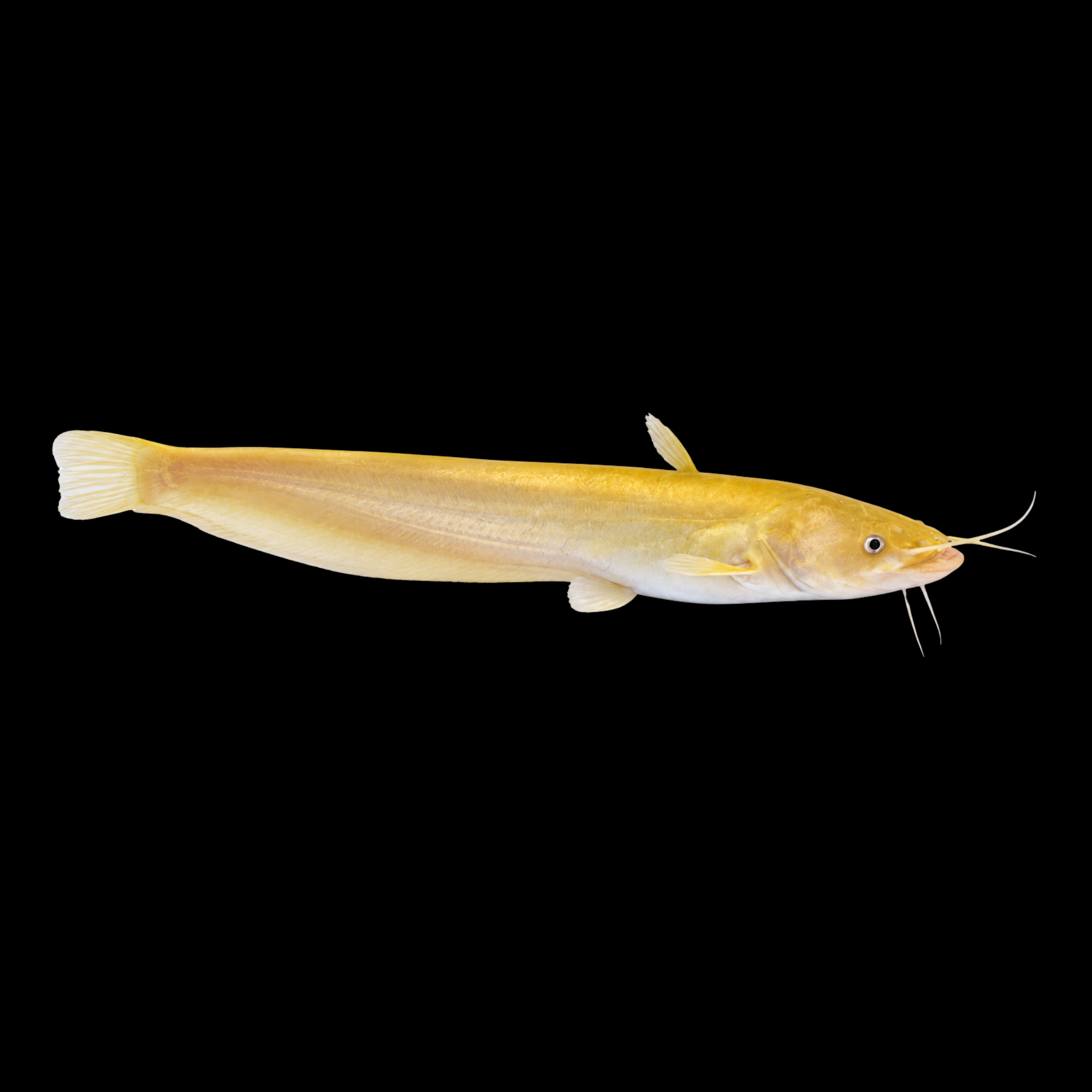 GOLDEN REDTAIL CATFISH 7"