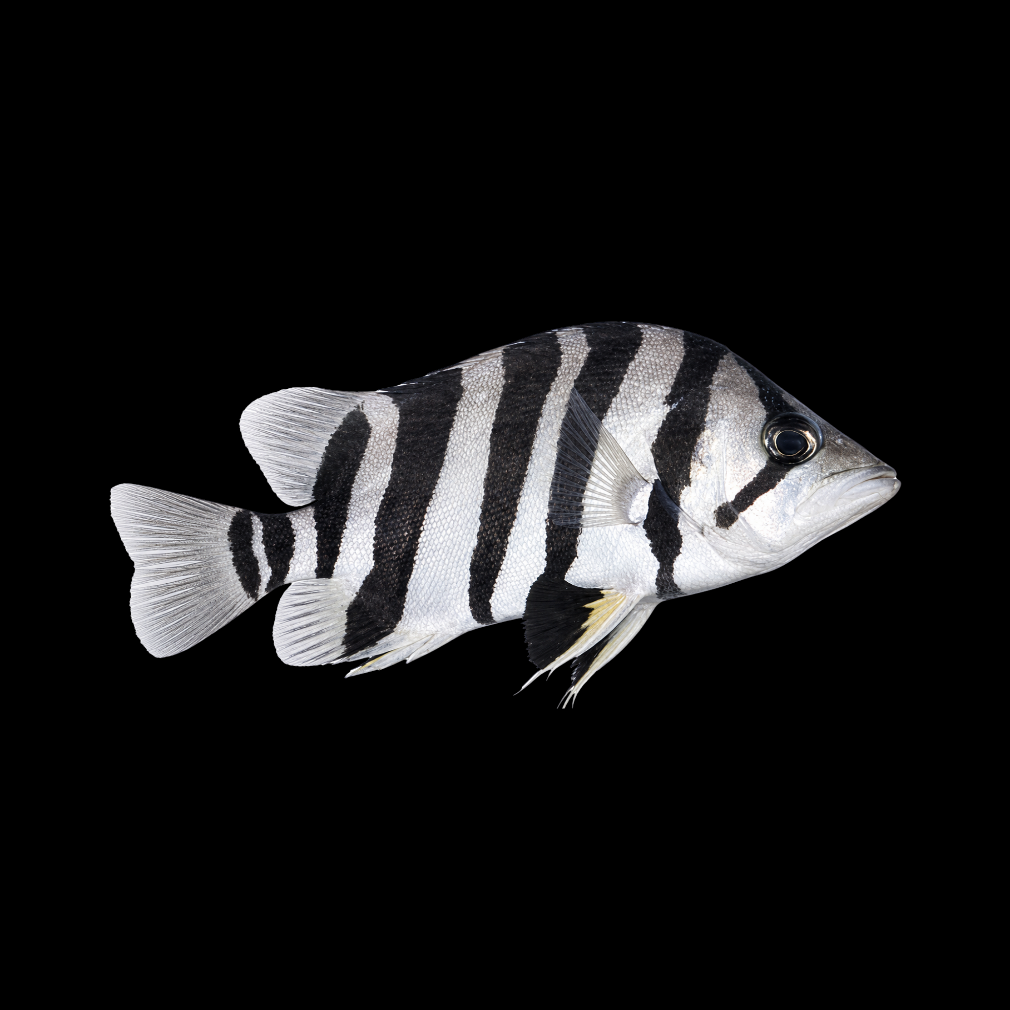 Silver Tiger Fish 2.5"