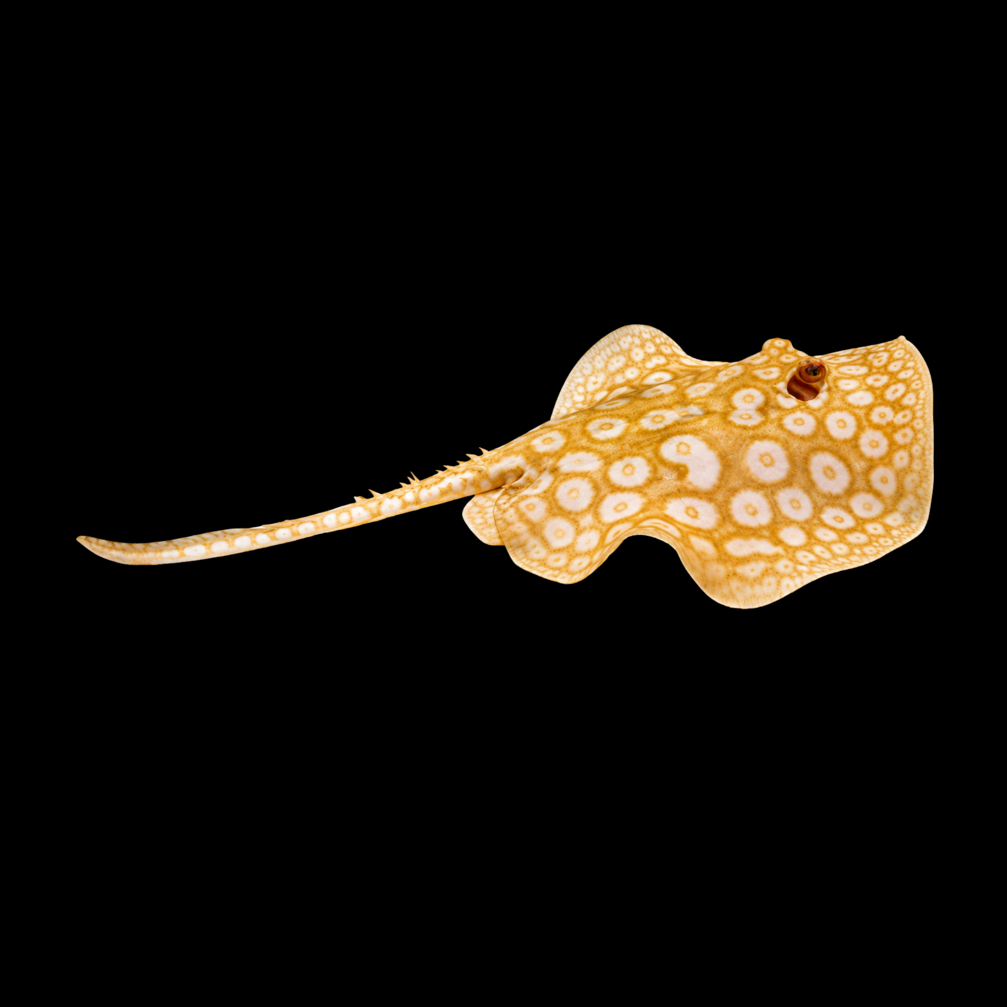 Albino Pearl Ray Pair