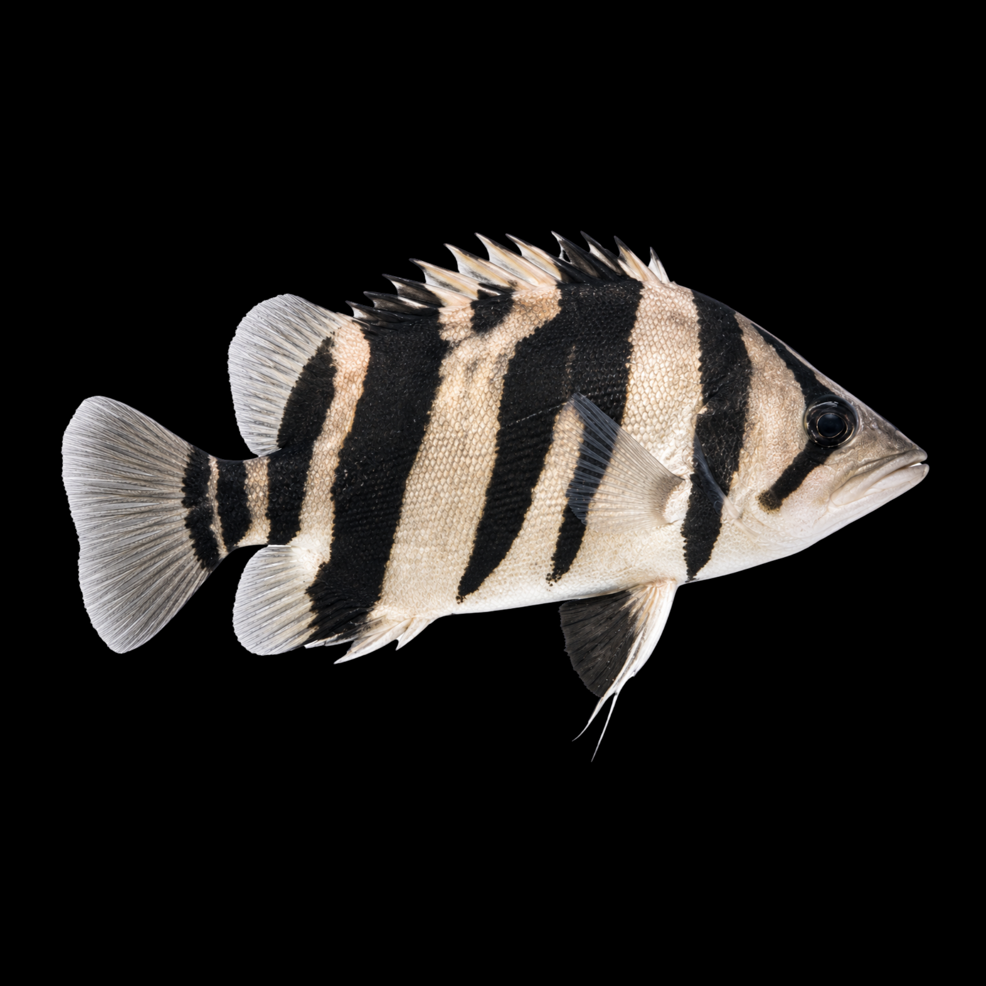 Mix Bar Tiger Fish 3"