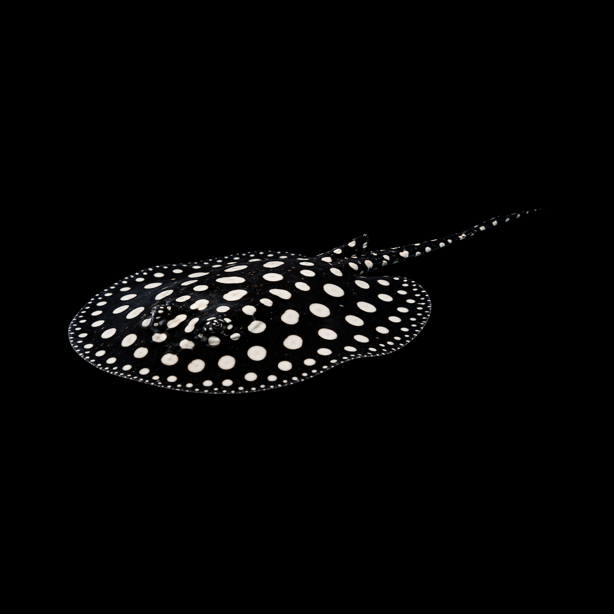 Black Diamond Stingray Female 7–8"