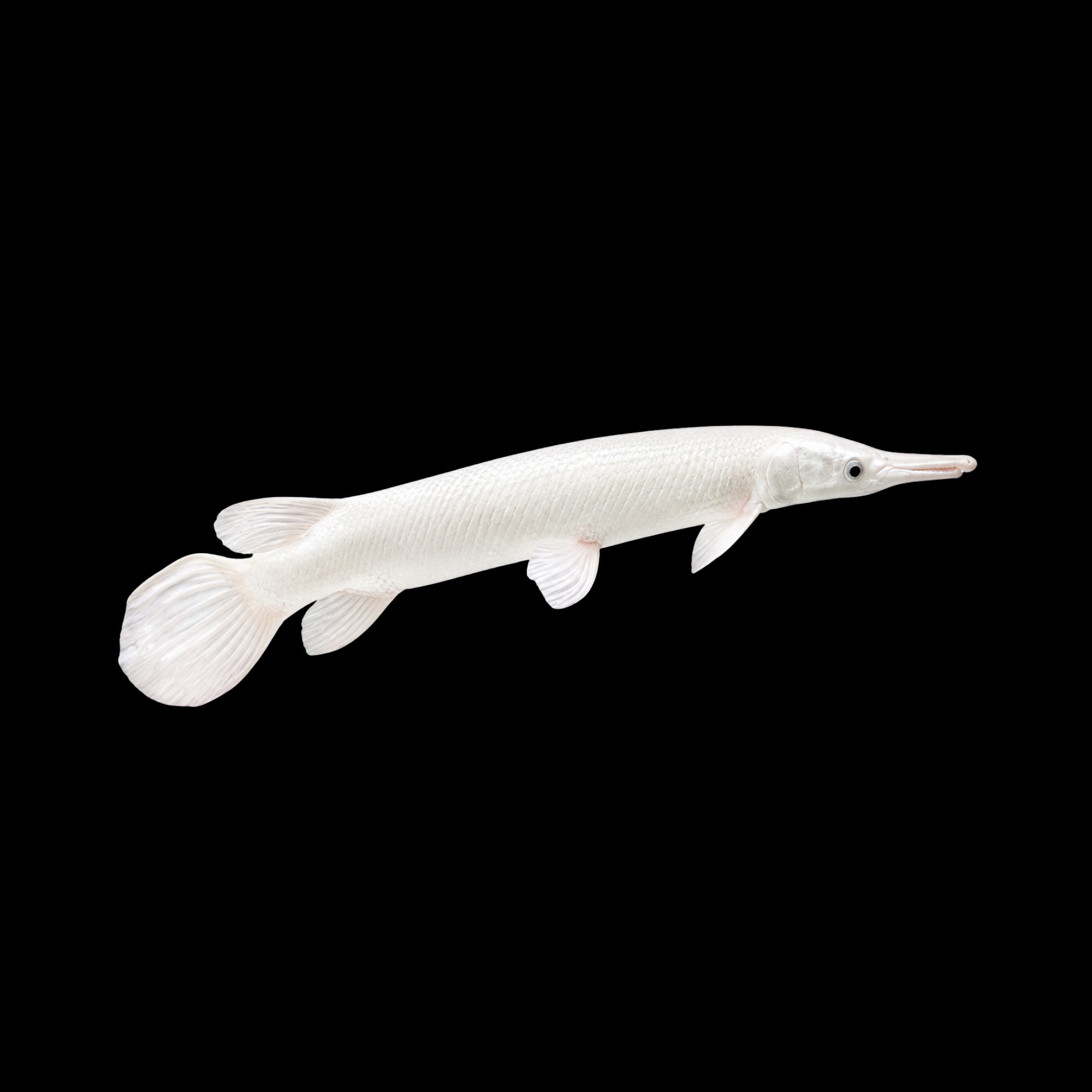 Platinum Gar 10"