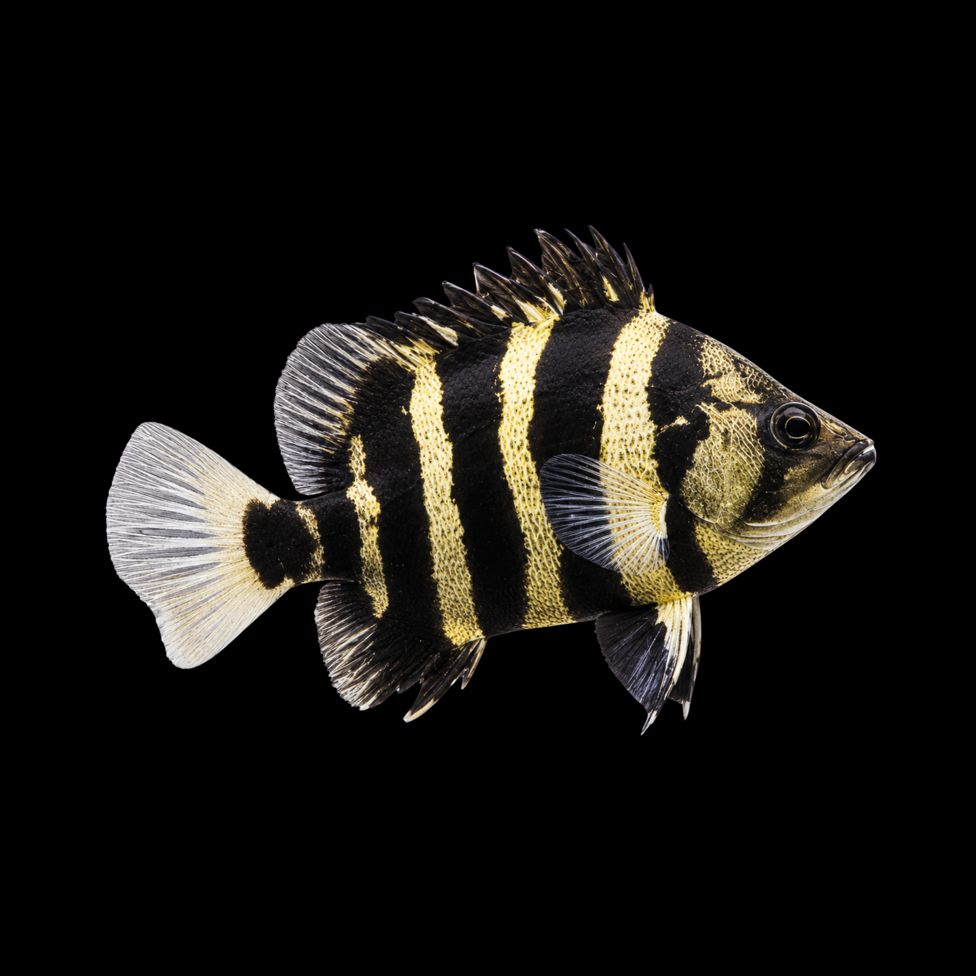 Papua New Guinea Tiger Fish