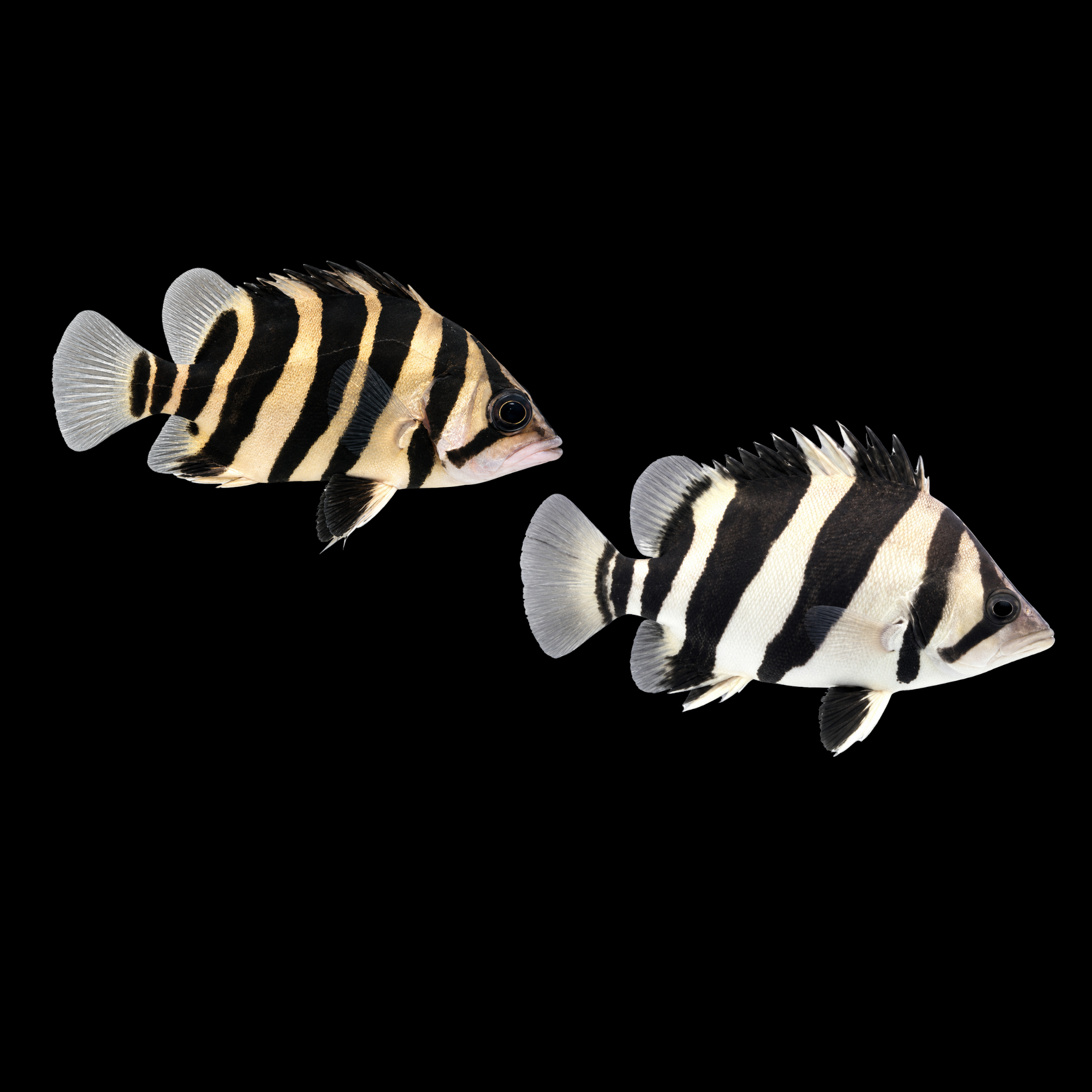 3 Bar Tiger Fish Class A - 4 Bar Tiger Fish Class A