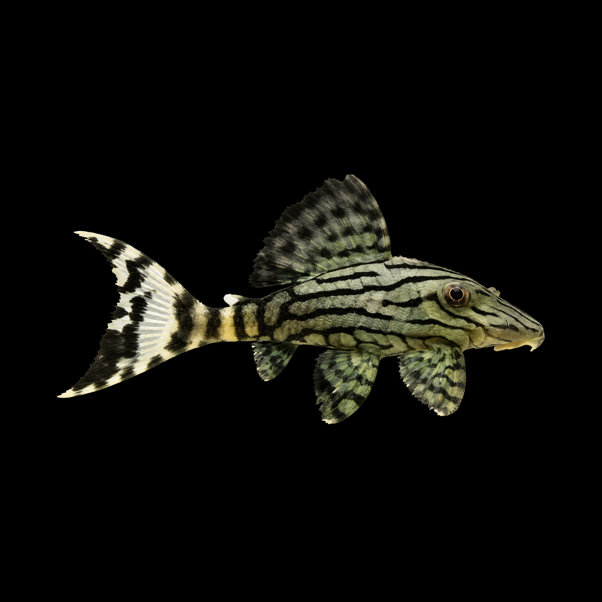 L191 DULL EYED ROYAL PLECO 3.5"