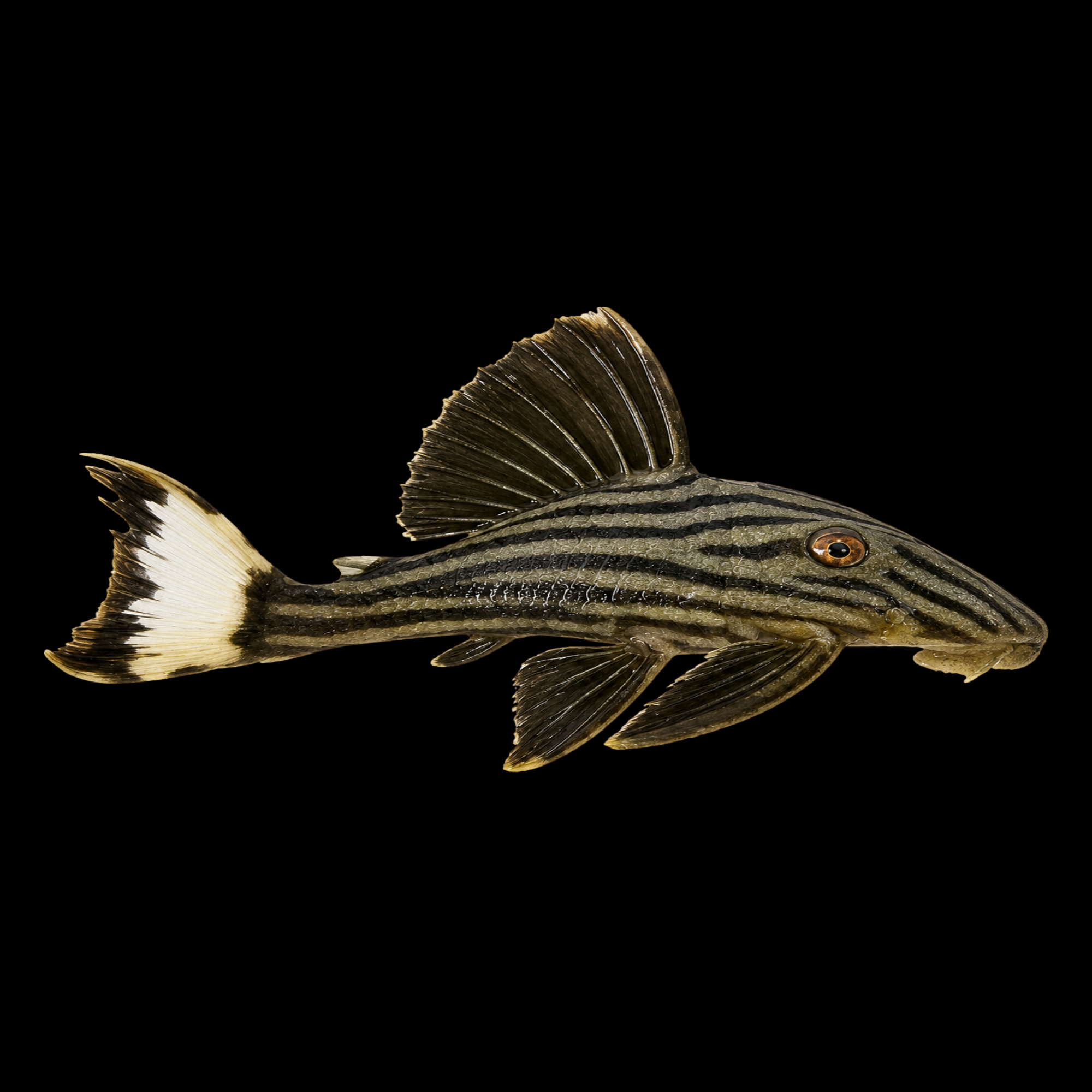 L190 ROYAL PLECO 3.5"