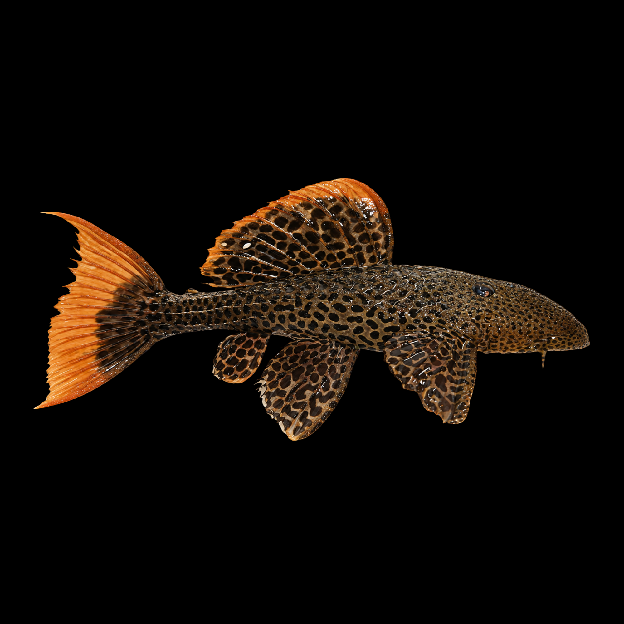 L600 LEOPARD CACTUS PLECO 3"