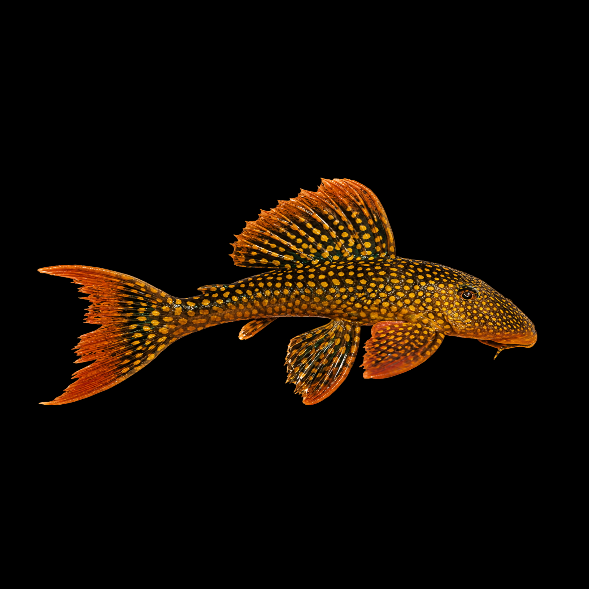 L014 SUNSHINE PLECO 1.75"