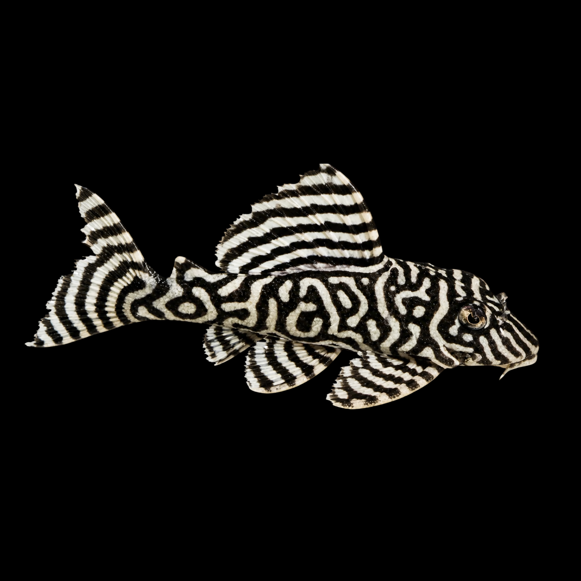 L666 TIGER PLECO 1.5"