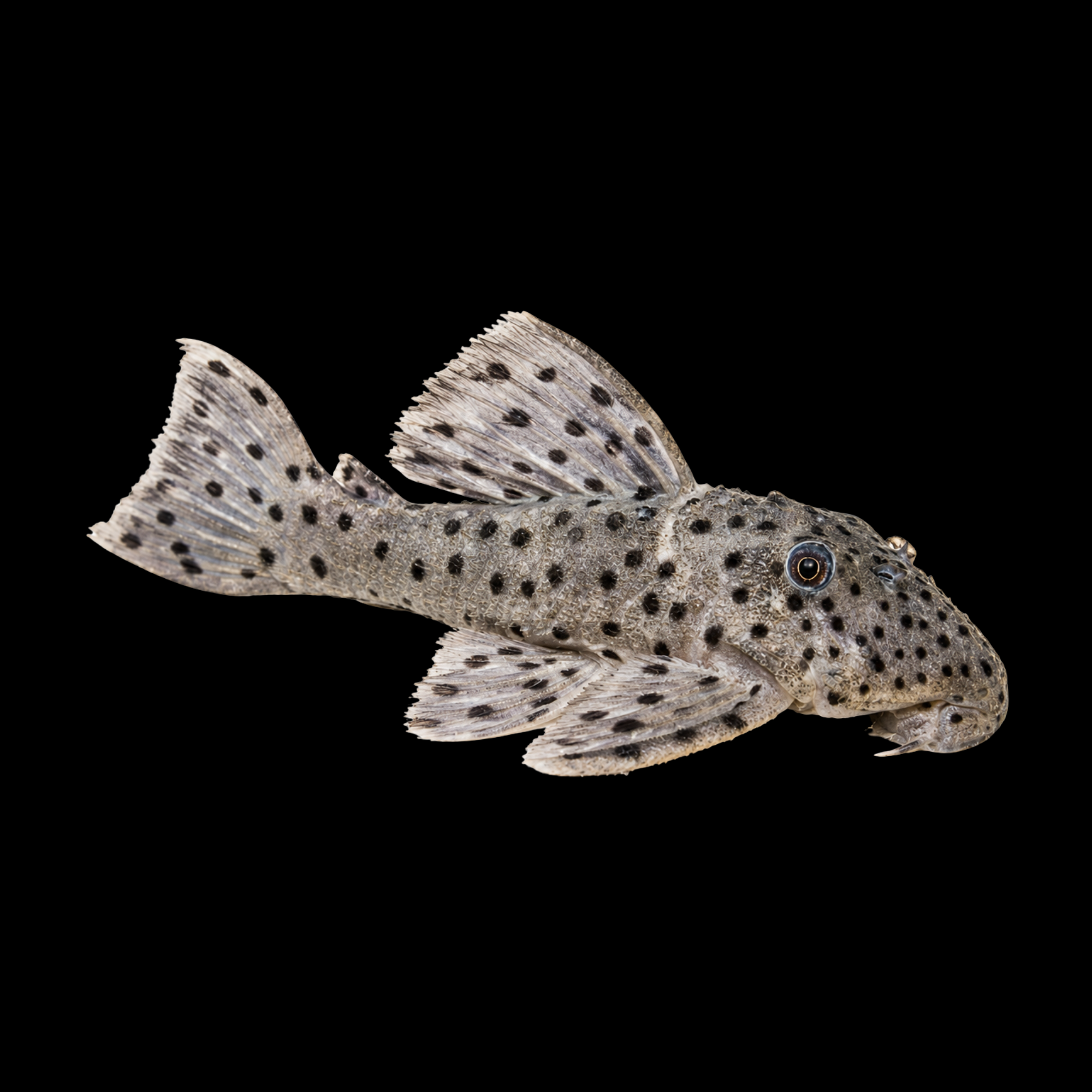 L264 SULTAN PLECO 4-5 CM