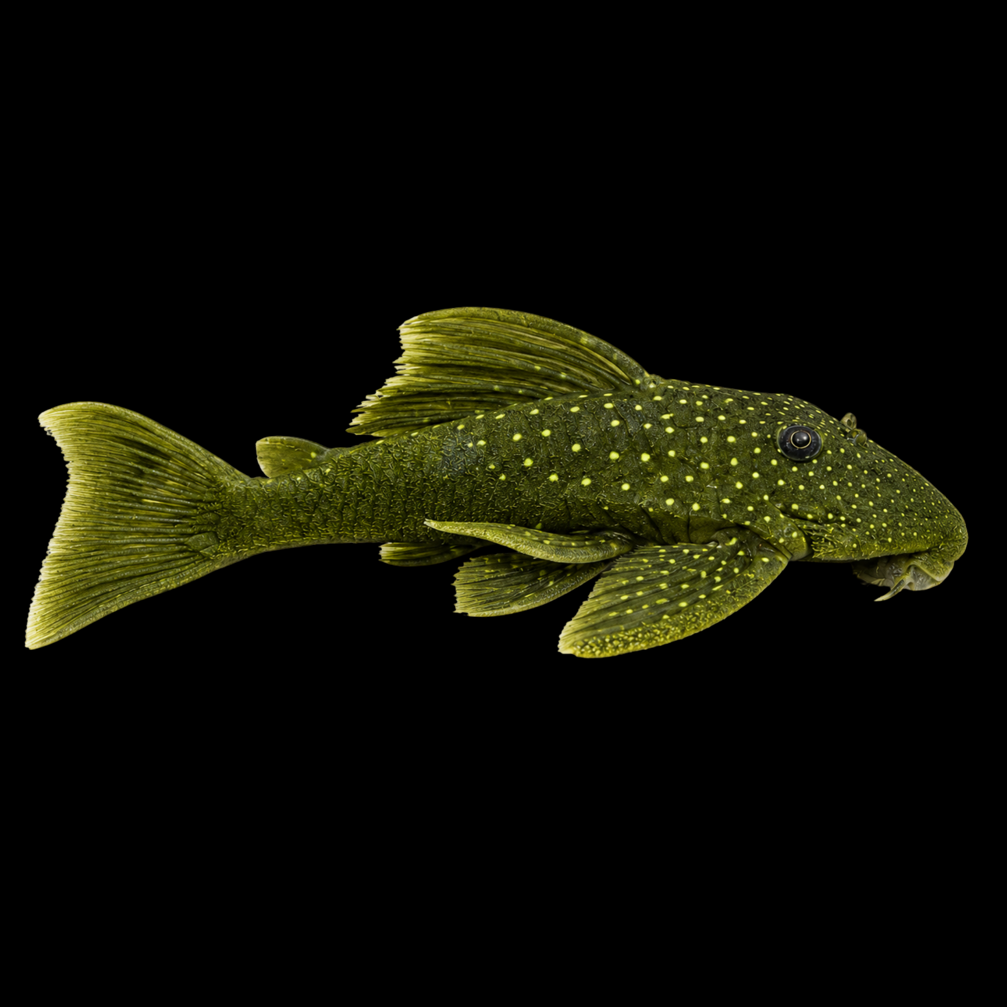 L200 GREEN PHANTOM PLECO 3"