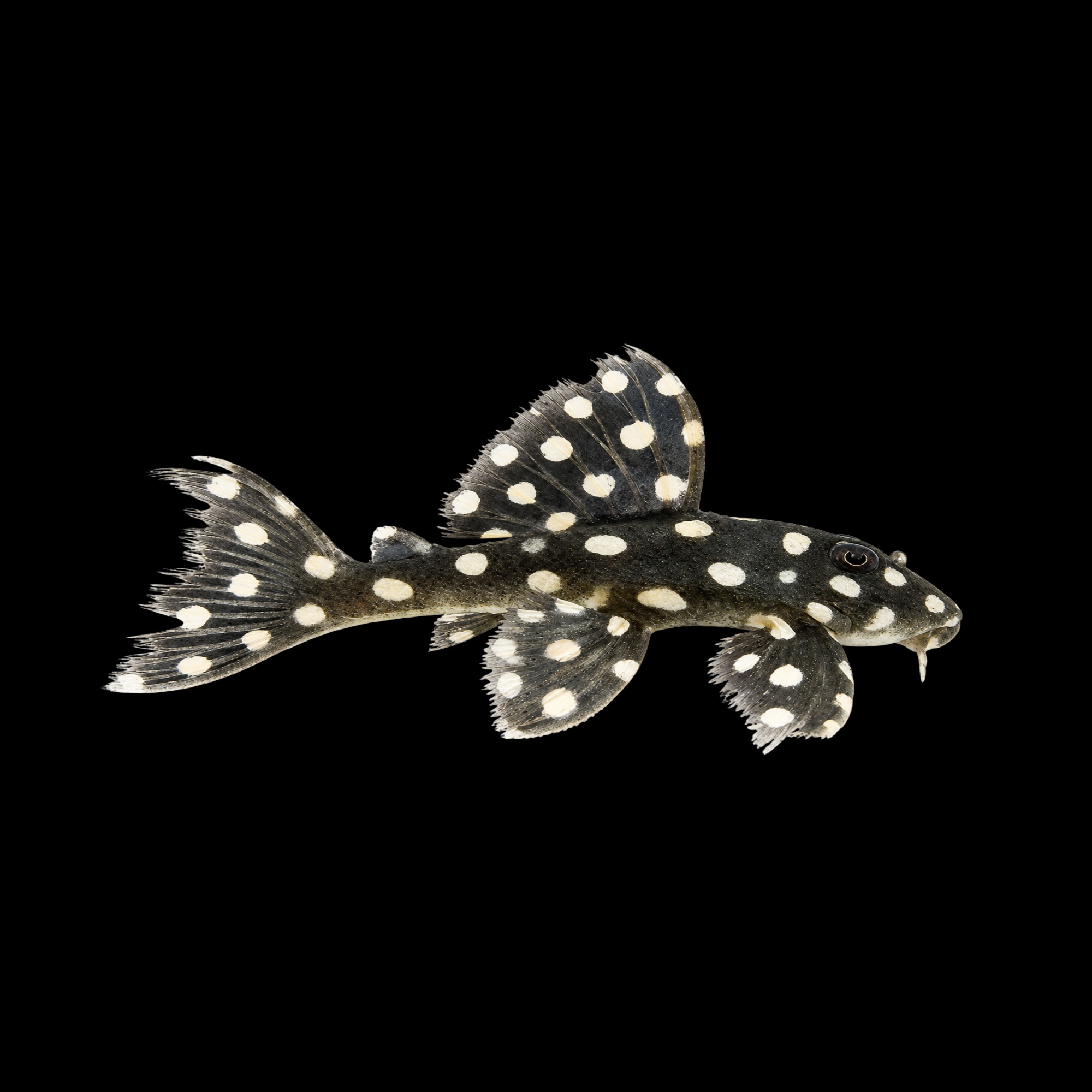 L471 MINI SNOWBALL PLECO 1.75"
